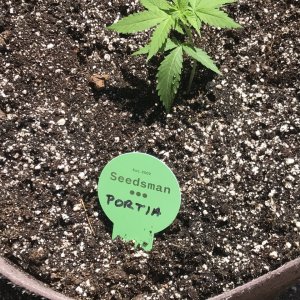 Purple Ghost Candy (Portia)-Day 28-q.JPG