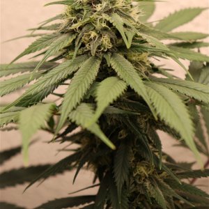 Afghan Hash Plant #1 by Canuk Seeds-Day 40 of Flowering-5/31/24