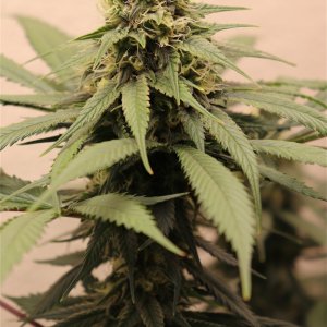 Afghan Hash Plant #1 by Canuk Seeds-Day 40 of Flowering-5/31/24