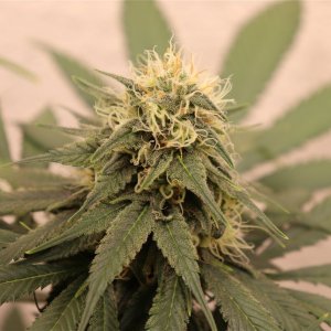 Afghan Hash Plant #1 by Canuk Seeds-Day 40 of Flowering-5/31/24