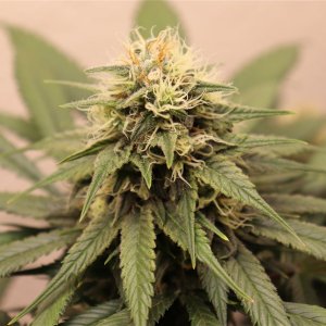 Afghan Hash Plant #1 by Canuk Seeds-Day 40 of Flowering-5/31/24