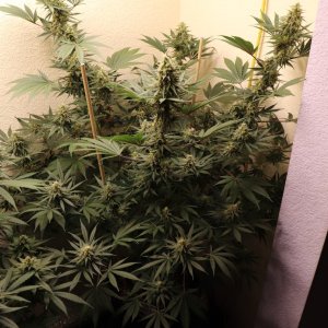 Afghan Hash Plant #2 by Canuk Seeds-Day 40 of Flowering-5/31/24