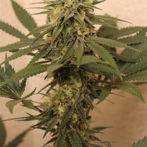 Afghan Hash Plant #2 by Canuk Seeds-Day 40 of Flowering-5/31/24