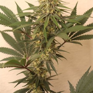 Afghan Hash Plant #2 by Canuk Seeds-Day 40 of Flowering-5/31/24