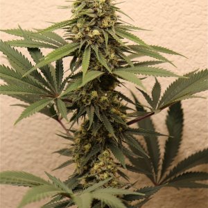 Afghan Hash Plant #2 by Canuk Seeds-Day 40 of Flowering-5/31/24