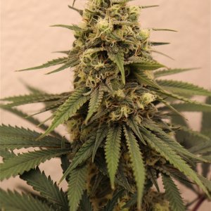 Afghan Hash Plant #2 by Canuk Seeds-Day 40 of Flowering-5/31/24