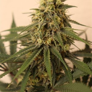 Afghan Hash Plant #2 by Canuk Seeds-Day 40 of Flowering-5/31/24