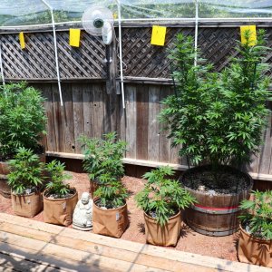 2024 Outdoor Grow Project-6/1/24