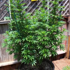 2024 Outdoor Grow Project-6/1/24