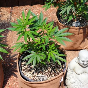 2024 Outdoor Grow Project-6/1/24