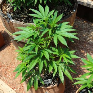 2024 Outdoor Grow Project-6/1/24