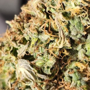 Apple Fritter Auto