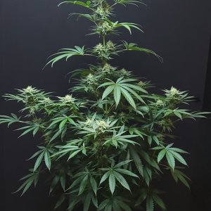 Purple Ghost Candy #2 front day 32 flower, 92 days total