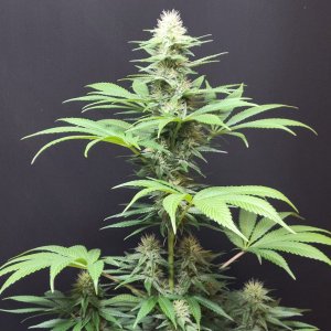 Purple Ghost Candy #3 day 32 flower, 92 days total