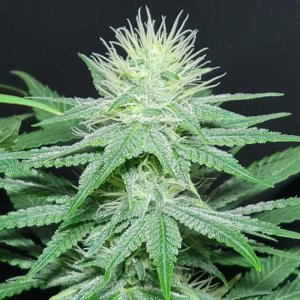 Purple Ghost Candy #3 day 32 flower, 92 days total