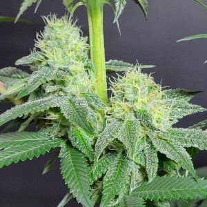 Banana Jealously #1 day 32 flower, 92 days total