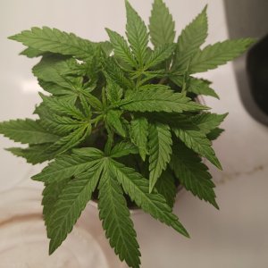 LOGFAH clone 03 June 2024 2.jpg