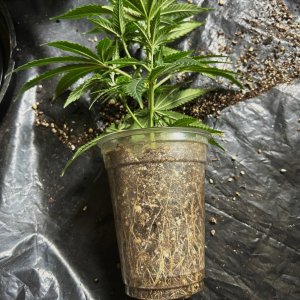 FKC clone 6-3-24 full roots .JPG