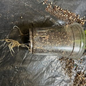 CL 6-3-24 roots out slit.JPG