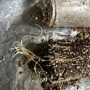 CL 6-3-24 safe roots slit.JPG