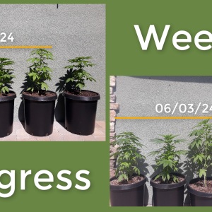 Weekly Progress.PNG