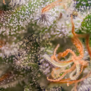 Banana Jealousy Trichomes.jpg