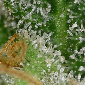 LB 6-4-24 F64 trichs (1).jpg