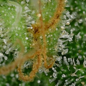 LB 6-4-24 F64 trichs (2).jpg