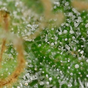 LB 6-4-24 F64 trichs (3).jpg