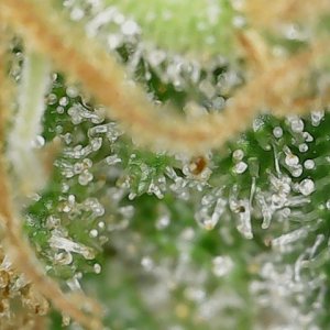 LB 6-4-24 F64 trichs (4).jpg