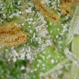 LB 6-4-24 F64 trichs (5).jpg