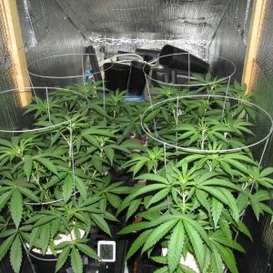 Seedsman PGC hempy .JPG