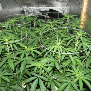 Seedsman PGC hempy.JPG