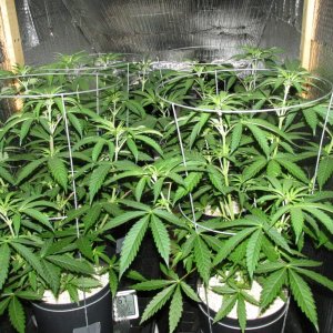 Seedsman PGC hempy.JPG