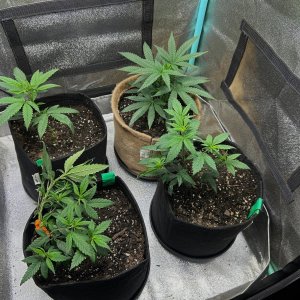 P2 clones 6-5-24 D24 tent.JPG