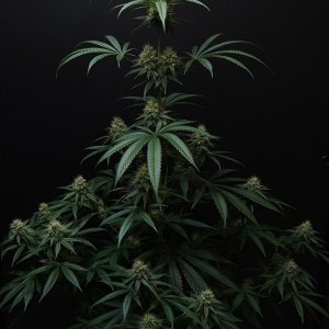 Purple Ghost Candy #1 day 37 flower, 97 days total