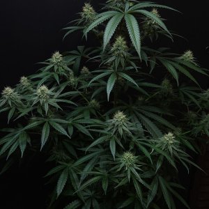 Purple Ghost Candy #1 day 37 flower, 97 days total