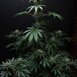 Purple Ghost Candy #2 day 37 flower, 97 days total