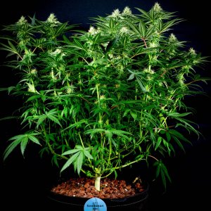 Seedsman Banana Jealousy Week 6 flower-1.jpg