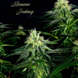 Seedsman Banana Jealousy Week 6 -1.jpg