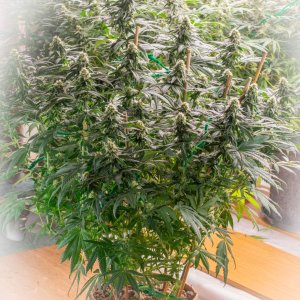 Seedsman Banana Jealousy Week 6 Bonnie-1.jpg