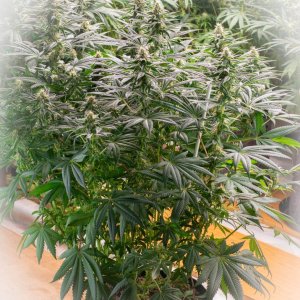 Seedsman Banana Jealousy Week 6 Frannie-1.jpg