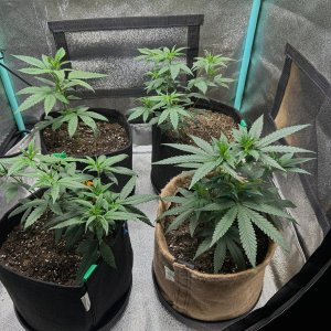 P2 clones 6-8-24 tent.JPG