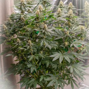 Seedsman Banana Jealousy Week 6 Annie-2.jpg