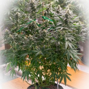 Seedsman Banana Jealousy Week 6 Lois-1.jpg