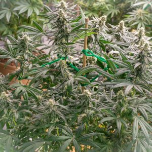 Seedsman Banana Jealousy Week 6 Lois-2.jpg