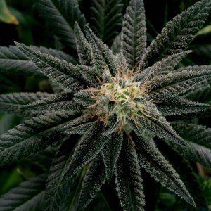 Seedsman Banana Jealousy Week 6 Lois-4.jpg