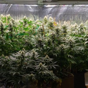 Indoor Grow Panorama-1.jpg