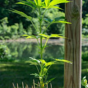 Outdoor Banana Jealousy Clones-3.jpg