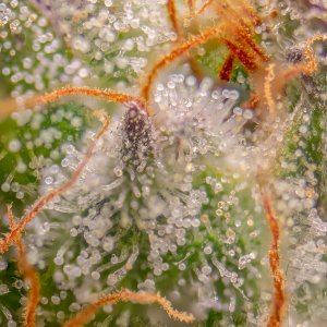 Seedsman Banana Jealousy Trichomes week 7 tricia-1.jpg